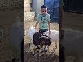 لأول مرة جدي طلوقه بور افريقي اصلي اسعار المواشي