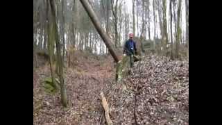 Angstbaum - Unimog zieht Baum runter