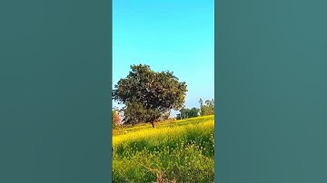 my first blog trailor।। full video coming soon।।#shorts#myfirstvlog #my_first_vlog #viral #trending