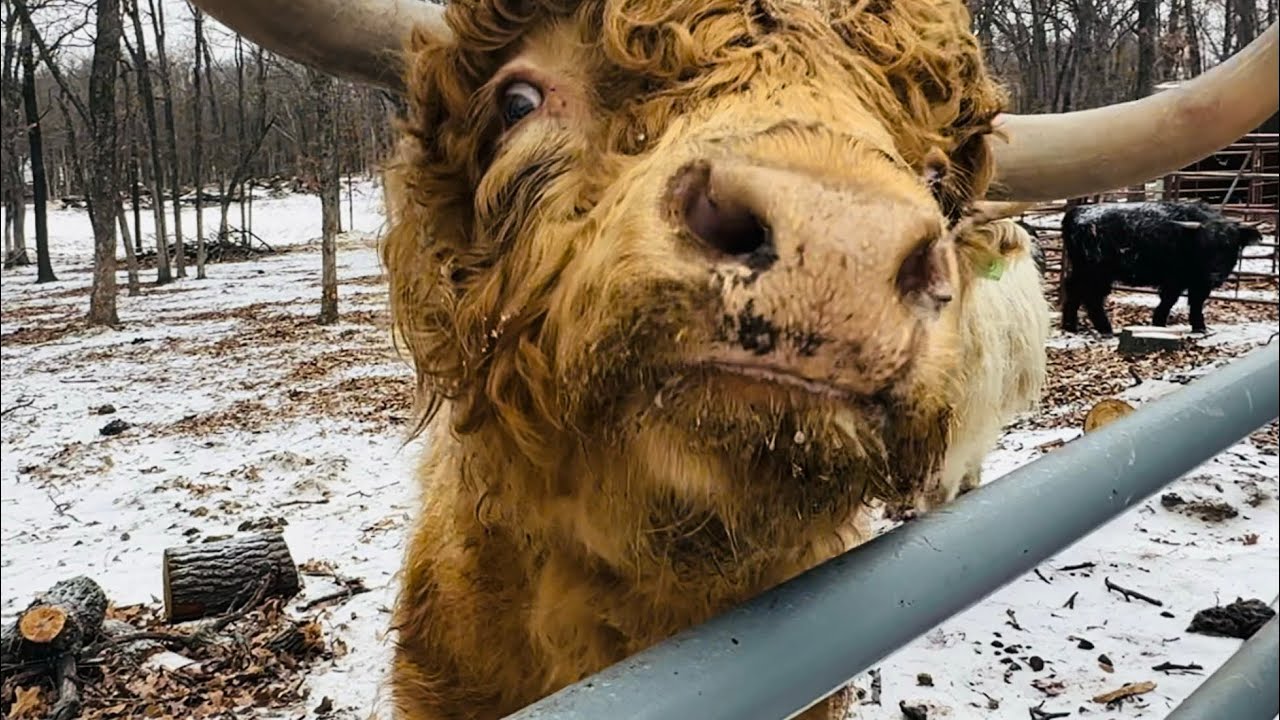 Scottish Highland Cows: A Unique Cattle Breed - Melissa K. Norris