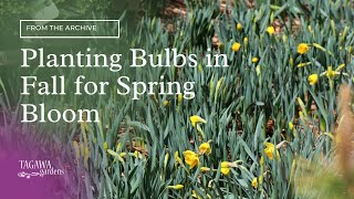Tagawa garden ambassador luan akin joins kris isom, bulb enthusiast
and now owner of peaceful desert homestead, to learn how easy it is
plant bulbs like t...