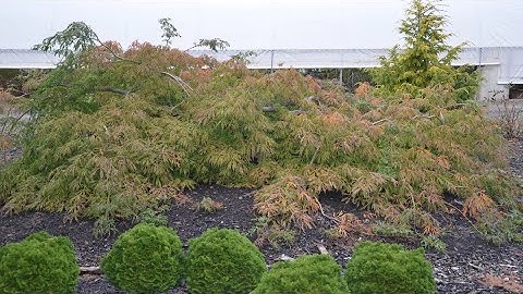 Buchholz Nursery! The Original Acer japonicum 