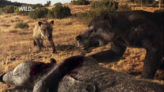 Hyaenodon Vs Amphicyon Beardog Prehistoric Predators Episode 7