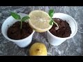 زراعة بذور الليمون في المنزل