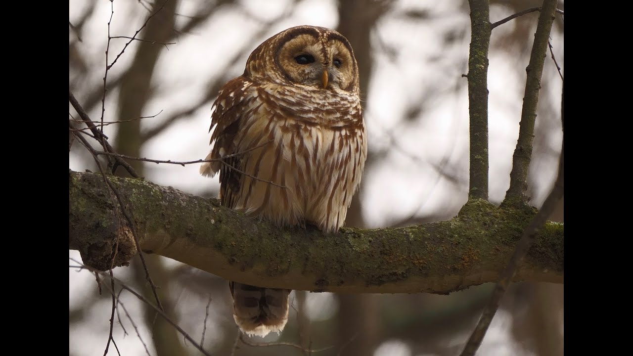The Wise Old Owl - YouTube