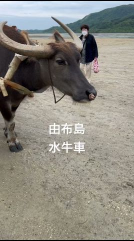 由布島水牛車