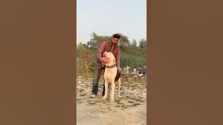 Pakistani Bully Kutta #viral #trending #trend #youtubeshorts #youtube #dog #animals #shots #video