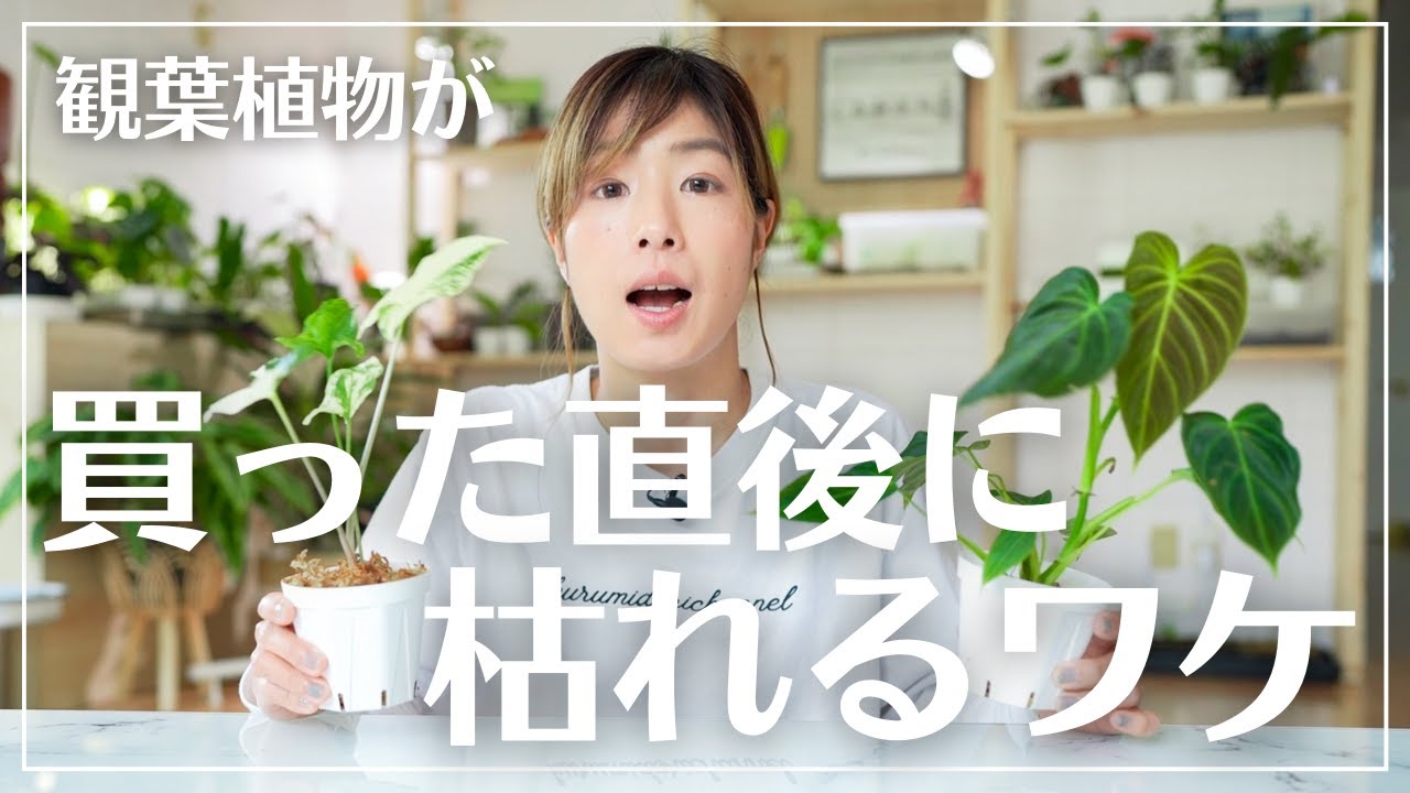 【買ってすぐやりがちなNG行動】観葉植物の購入直後のお世話を徹底解説