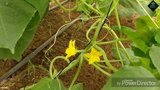 Polyhouse Cucumber Disease Spray Result | Fungal Infection and downy mildew | Week 3| June Update