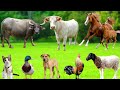 Amazing Animal Sounds Cat Duck Cow Dog Sheep Goat Rabbit Horse Ostrich Animal Moments Amazing Animal Sounds Cat Duck Cow Dog Sheep Goat Rabbit Horse Ostrich Animal Moments