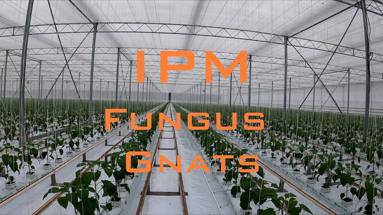 Greenhouse IPM -  Fungus Gnats