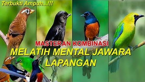 Masteran Kombinasi Full Isian Mewah WAMBI KACER MURAI CUCAK IJO Untuk Melatih Mental