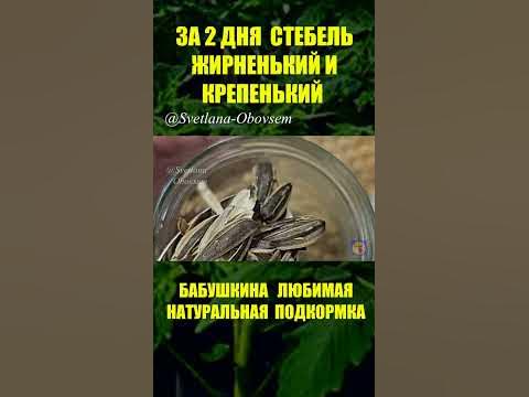 ПОДКОРМКА РАССАДЫ НАТУРАЛЬНЫМ БЕСПЛАТНЫМ НАСТОЕМ.#shorts - YouTube