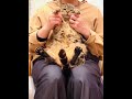 #Shorts抱っこが嫌いな猫と覚える世界史一問一答