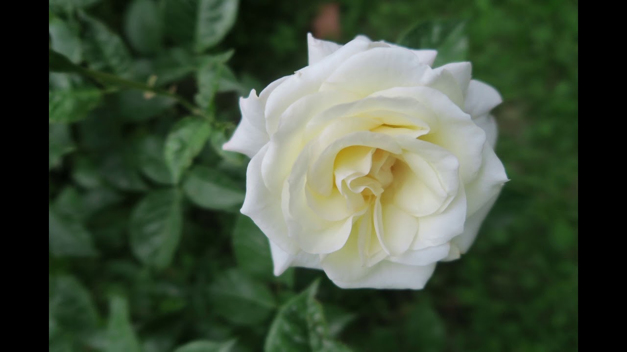 Staind Zoe Jane Piano Interpretation YouTube