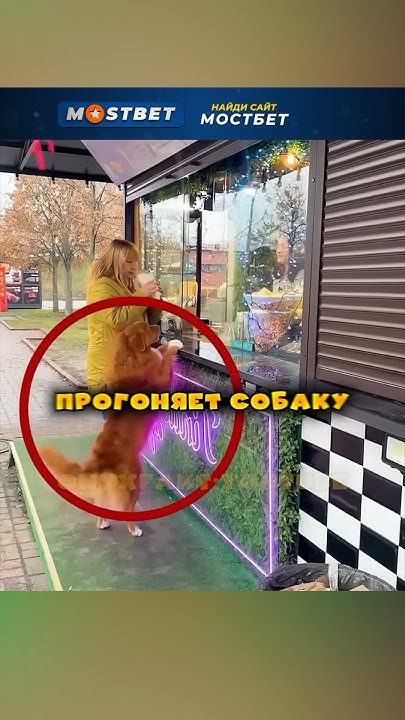 Невероятно умный пёс😮 - YouTube