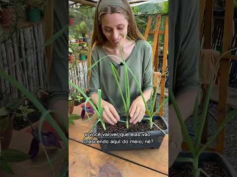 Vídeo: Legumes para um jardim de cabeça para baixo