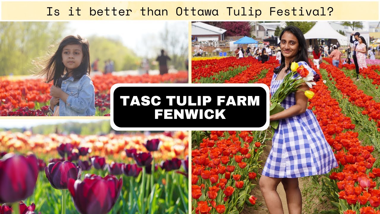 TASC Tulip farm 4k Is it better than Ottawa? Fenwick Canada 2022