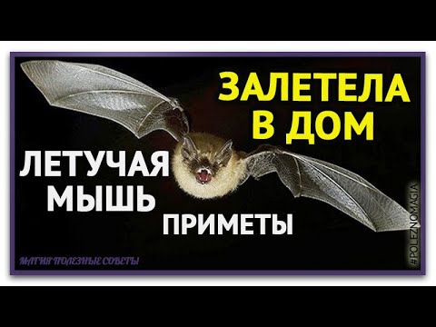 Залетела летучая в дом примета