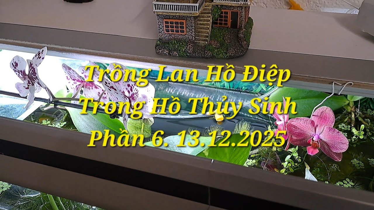 Trồng Lan Hồ Điệp Trong Hồ Thủy Sinh Phần 6. 13.12.2025