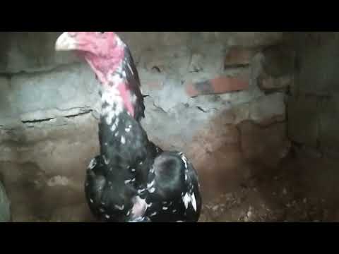 Video Trang trại gà chọi và chim chào mào cùng đam mê - youtube