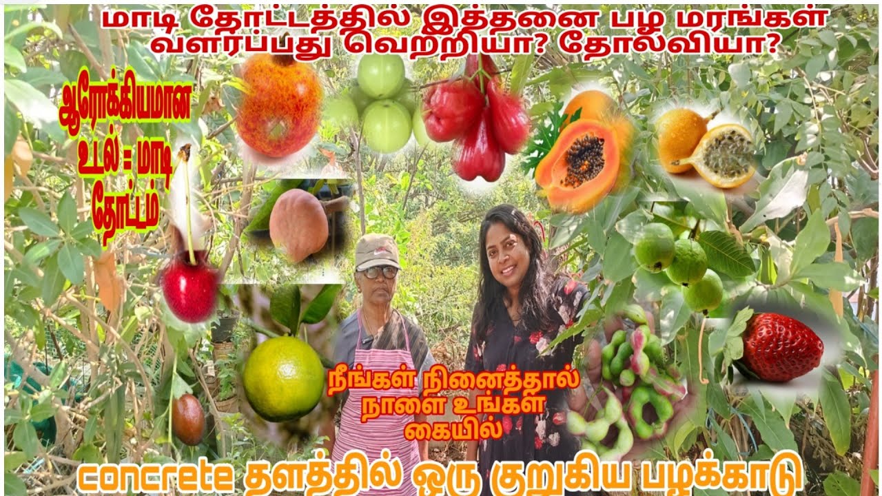 550 sq feet தான் ஆனால் இவர் நினைத்ததை சாதித்து காட்டிய பெண்மணி fruits trees in maadithottam