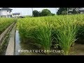 ジャンボタニシで除草剤を使わない稲作