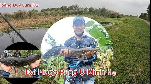 CÁ LÓC ĐẠI HUGO RỪNG U MINH HẠ TẠI KÊNH YOUTUBE Hoàng Duy Lure KG