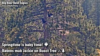 FOBBV CAM🦅Springtime Is Baby Time!🐥Ravens Mob Jackie On Roost Tree⚔🌲2023-05-17