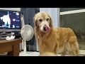 子猫のアメショーを始めて見たゴールデンレトリバー 8月11日