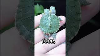 Two-Headed Turtle 😱#Amazing #ViralShorts #Facts #CrazyFacts #USA #Trending #Shorts #YouTubeShorts
