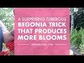 A Surprising Tuberous Begonias trick, that produces more Blooms!