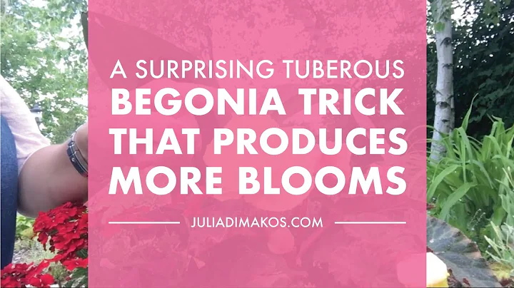 A Surprising Tuberous Begonias trick, that produces more Blooms! - DayDayNews