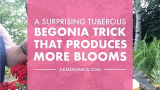 A Surprising Tuberous Begonias Trick That Produces More Blooms