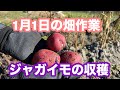 1月1日の畑の作業　ジャガイモ（アンデスレッド）の収穫