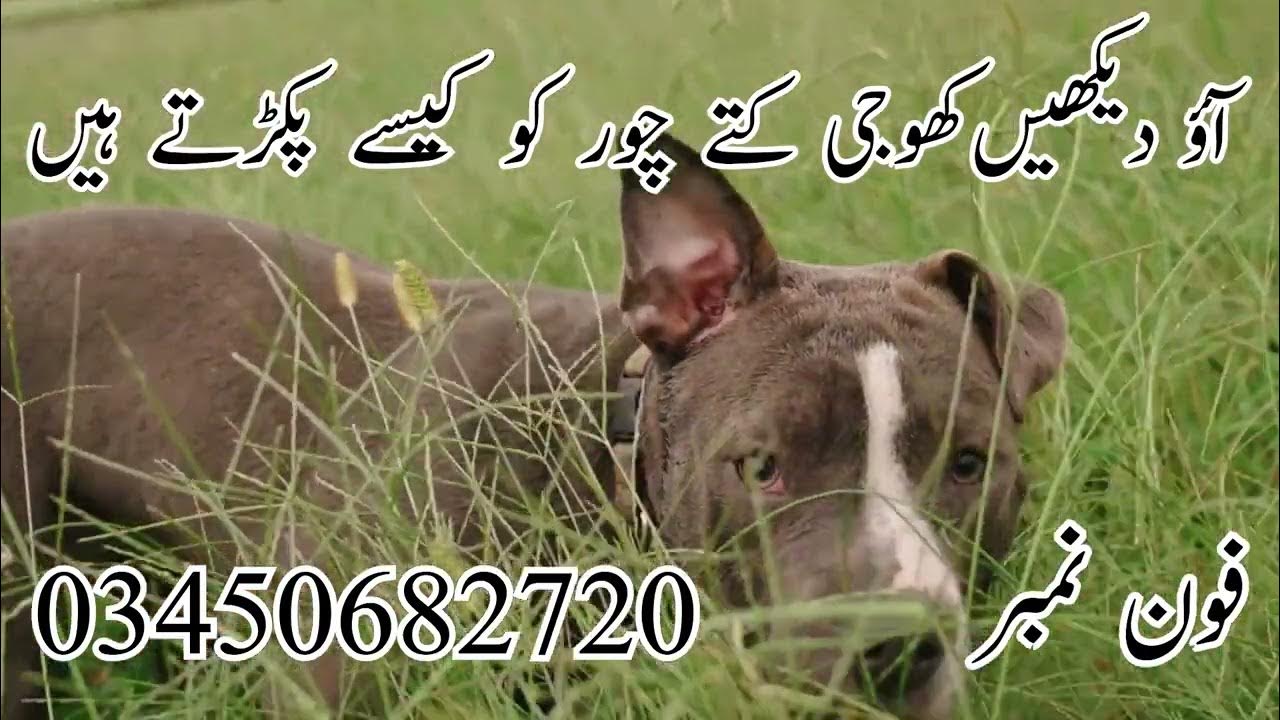Dog Center Islamabad Koji Dogs in Islamabad 03338453837 YouTube