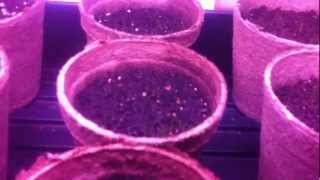 Vermicompost In Action 2, Day 10