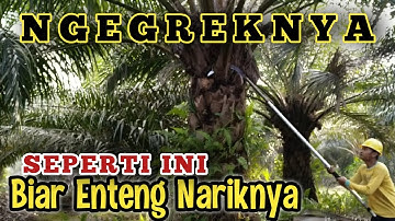 Cara Menggunakan Egrek Sawit || Tajam Maksimal
