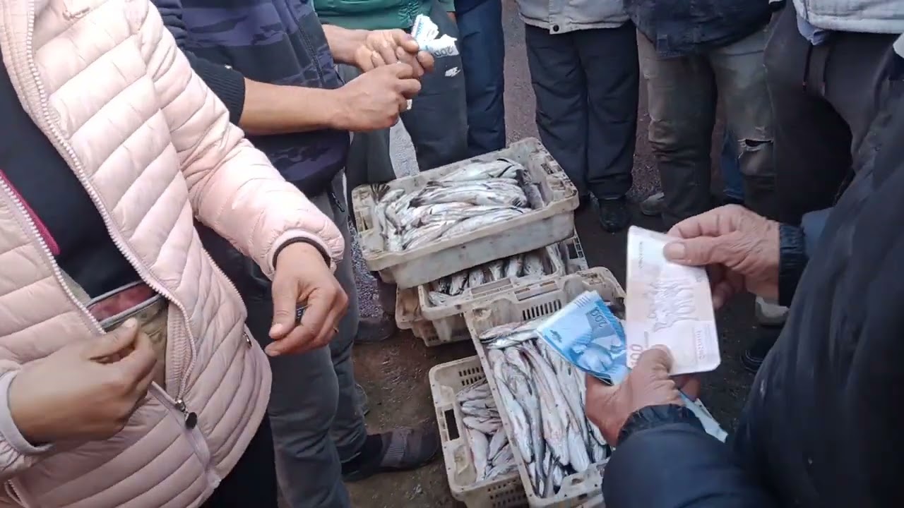 دلالة مرسى اجواء بيع وشراء اجود انواع الاسماك الطرية 🦐🦀🦞🐠💞😋