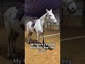 Grey horse practicing “stay” and “come” #ottb #retiredracer #equestrian #horsetricks