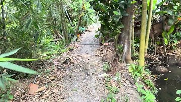 Tập314:(Đã Bán)Đất vườn 2454m2(31m x 76m)Đường xe máy-giá 1 tỷ-Bình Đức-Bến Lức-Long An.xây nhà vườn