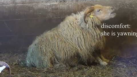 EN - Backwards (afturábak)