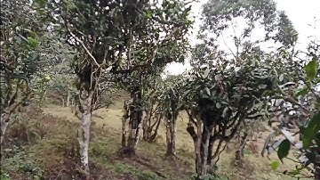 khám phá rừng chè cổ thụ hiếm gặp