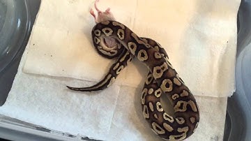 Pastave Ball Python Eating FT