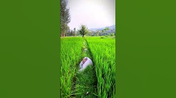 Thumbnail of Beautiful rice fields #ricefields#greenrice #greenvalley#amazingview