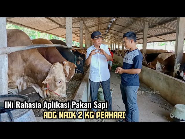 Ini Cara Pak Bambang Memberi Pakan Sapi Hingga Bobot Bisa Naik 2 kg Perhari class=