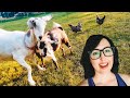 This LITTLE GOAT doesn't understand "NO" 😂 (neutered male meets the female herd)