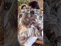 Hania amir wedding #shorts #viralshorts #youtubeshorts #rabeecakhan #sadafkanwal #haniaamir