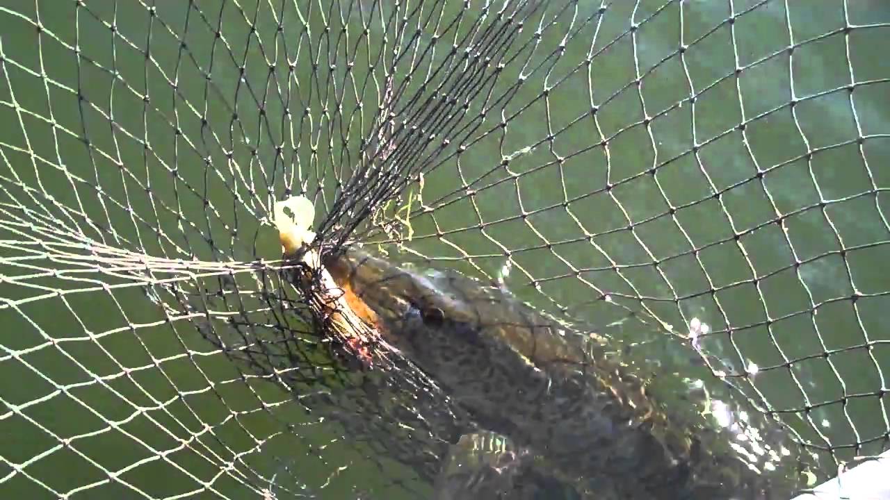 40.25" Hybrid "Tiger" Musky - Cisco Chain in Vilas County Wisconsin