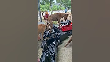 chó phú quốc săn chuột #dog #shorts #shortvideo